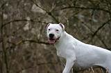 DOGUE ARGENTIN 468